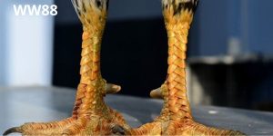 Avt cách xem vảy gà đá