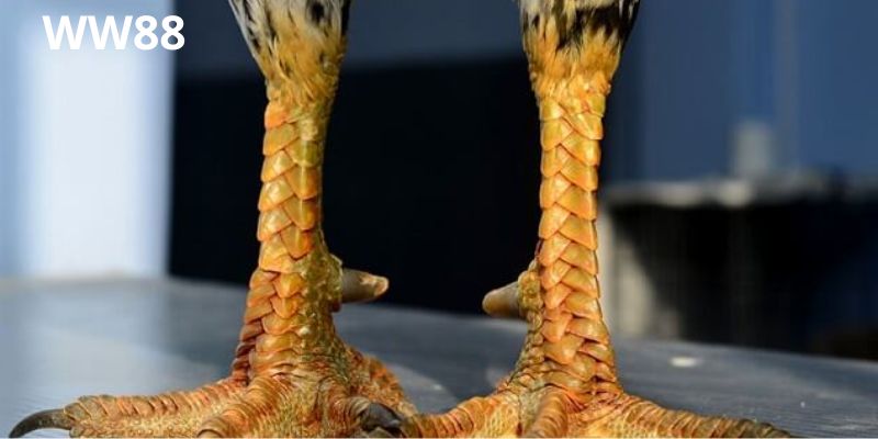 Vảy gà đá phản ánh đòn lối và khả năng thi đấu