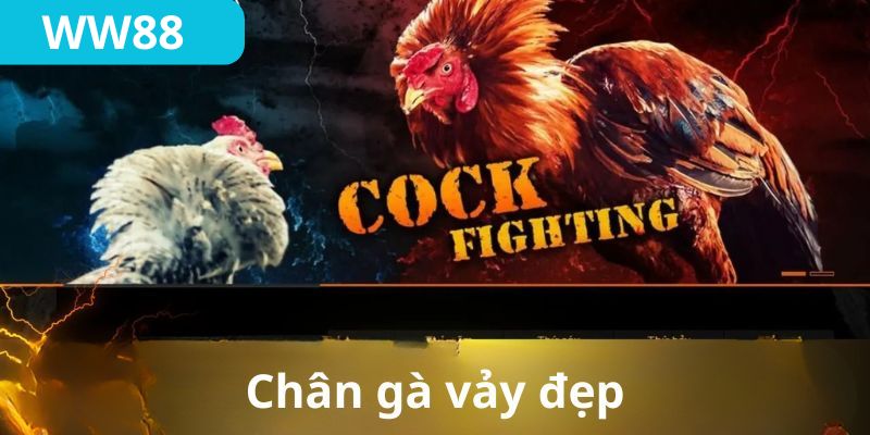 Cần kết hợp cách xem vảy chân gà đá và cả thể trạng gà