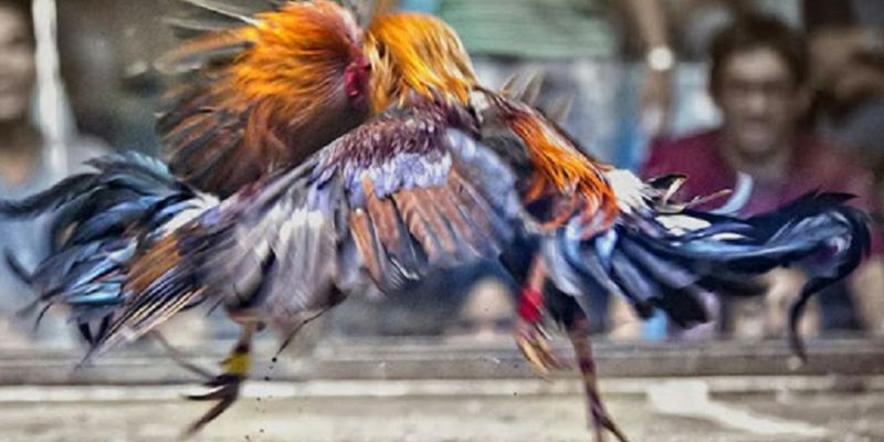 Trận đá gà 36 tỷ được livestream tại Campuchia